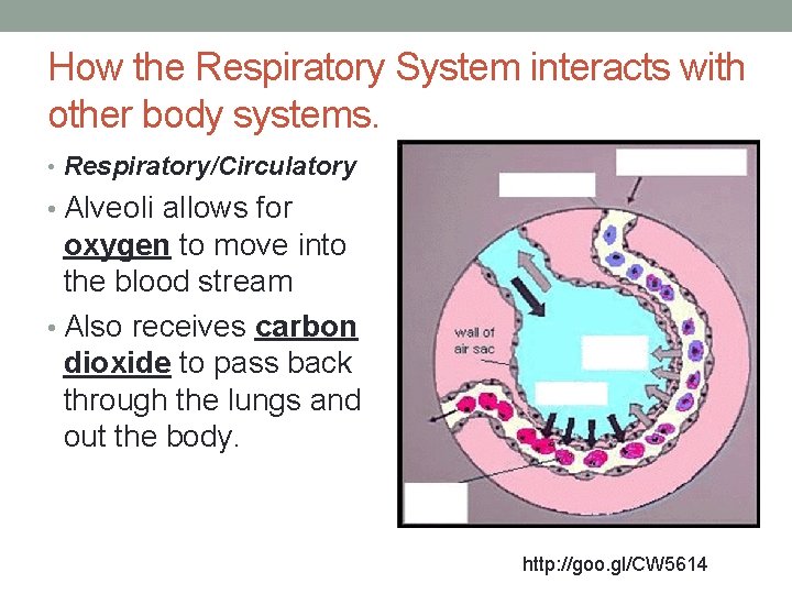 How the Respiratory System interacts with other body systems. • Respiratory/Circulatory • Alveoli allows How the Respiratory System interacts with other body systems. • Respiratory/Circulatory • Alveoli allows