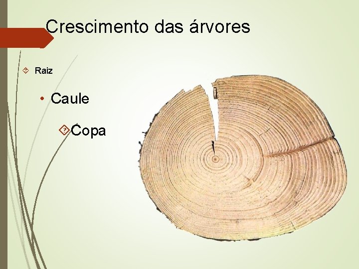 Crescimento das árvores Raiz • Caule Copa 