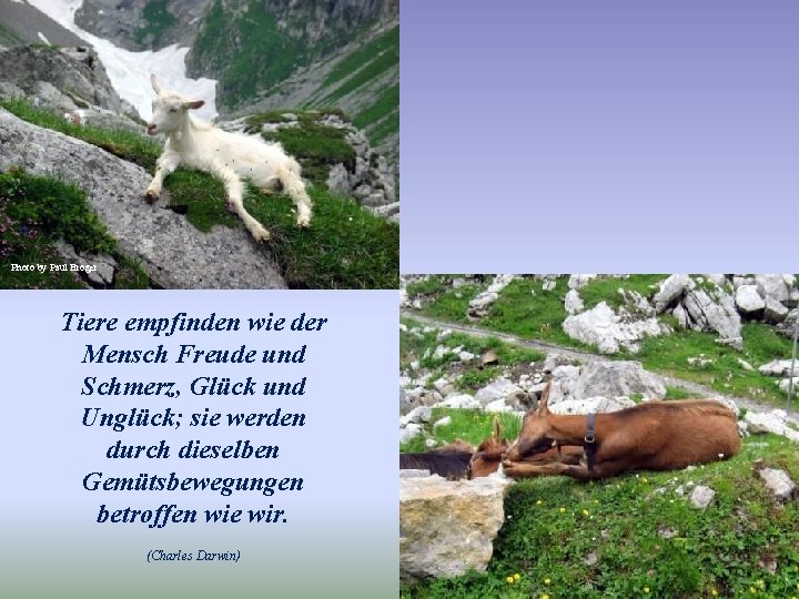 Photo by Paul Broger Tiere empfinden wie der Mensch Freude und Schmerz, Glück und