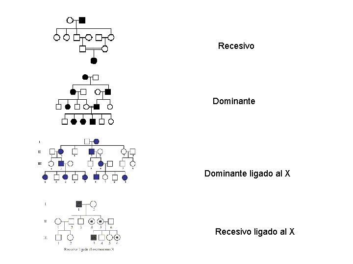 Recesivo Dominante ligado al X Recesivo ligado al X 