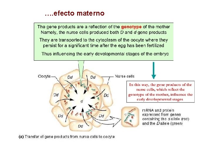 …. efecto materno 