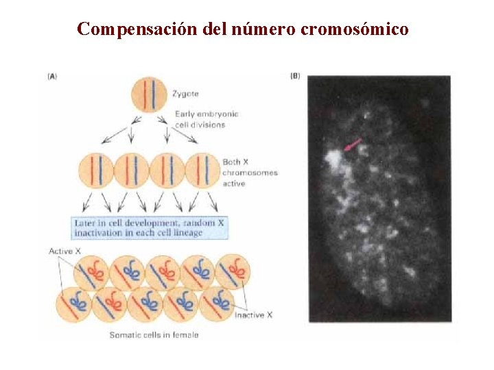 Compensación del número cromosómico 