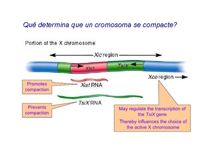 Qué determina que un cromosoma se compacte? 