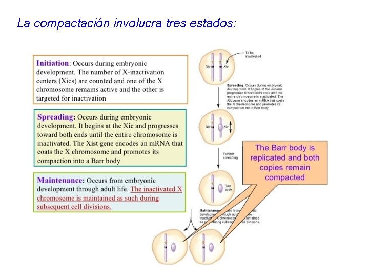 La compactación involucra tres estados: 