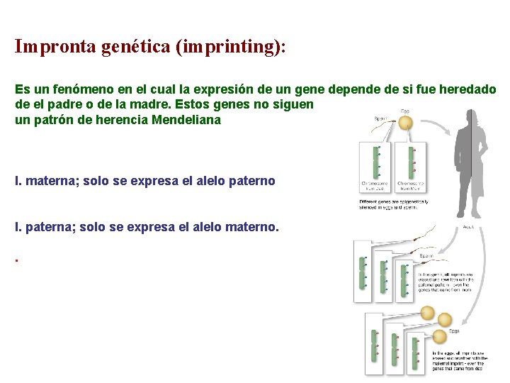 Impronta genética (imprinting): Es un fenómeno en el cual la expresión de un gene