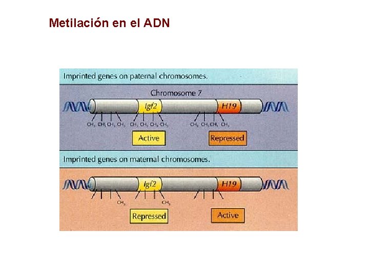 Metilación en el ADN 