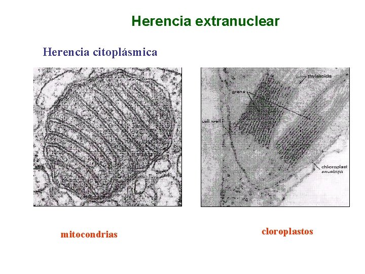 Herencia extranuclear Herencia citoplásmica mitocondrias cloroplastos 