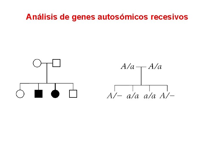 Análisis de genes autosómicos recesivos 