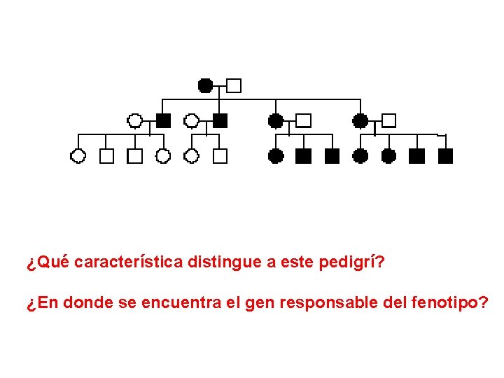 ¿Qué característica distingue a este pedigrí? ¿En donde se encuentra el gen responsable del