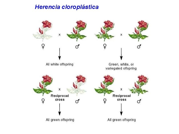 Herencia cloroplástica 