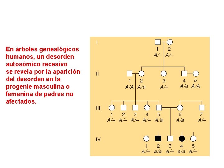 En árboles genealógicos humanos, un desorden autosómico recesivo se revela por la aparición del