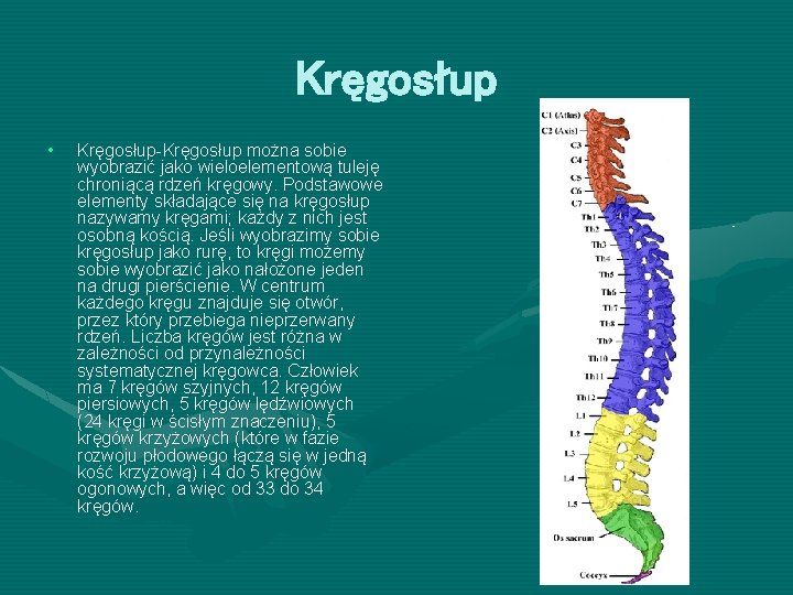 Kręgosłup • Kręgosłup-Kręgosłup można sobie wyobrazić jako wieloelementową tuleję chroniącą rdzeń kręgowy. Podstawowe elementy