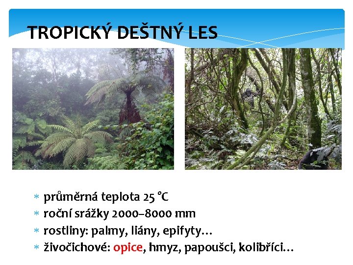 TROPICKÝ DEŠTNÝ LES průměrná teplota 25 °C roční srážky 2000– 8000 mm rostliny: palmy,