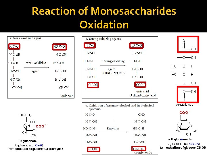 Reaction of Monosaccharides Oxidation 