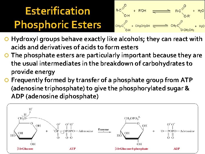 Esterification Phosphoric Esters Hydroxyl groups behave exactly like alcohols; they can react with acids