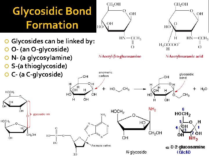 Glycosidic Bond Formation Glycosides can be linked by: O- (an O-glycoside) N- (a glycosylamine)