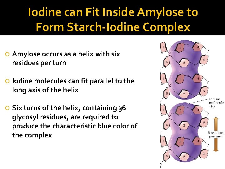 Iodine can Fit Inside Amylose to Form Starch-Iodine Complex Amylose occurs as a helix