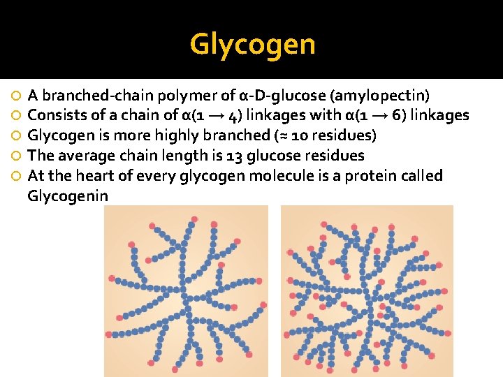 Glycogen A branched-chain polymer of α-D-glucose (amylopectin) Consists of a chain of α(1 →