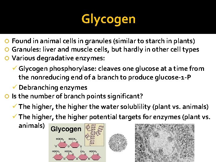 Glycogen Found in animal cells in granules (similar to starch in plants) Granules: liver