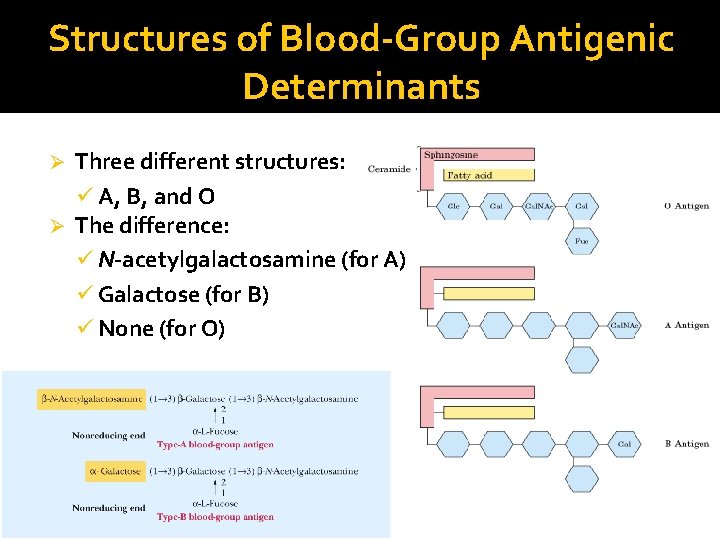 Structures of Blood-Group Antigenic Determinants Three different structures: ü A, B, and O Ø