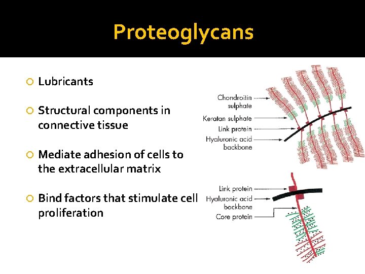 Proteoglycans Lubricants Structural components in connective tissue Mediate adhesion of cells to the extracellular