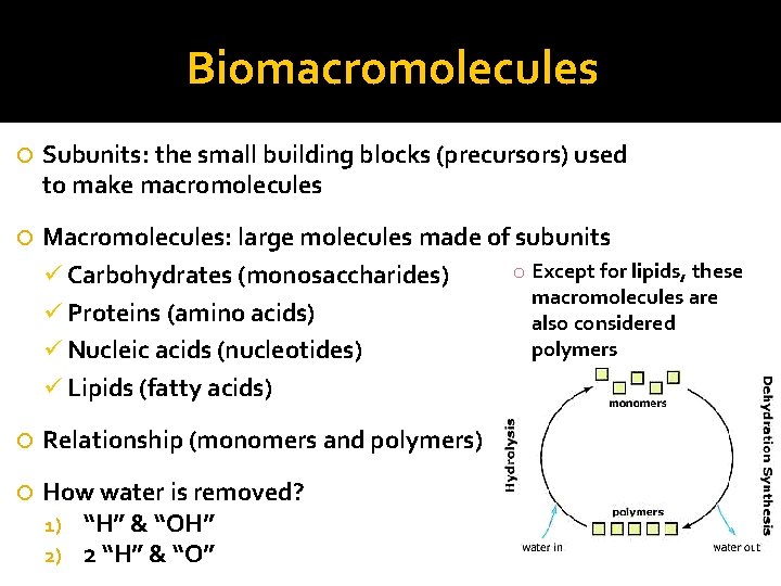 Biomacromolecules Subunits: the small building blocks (precursors) used to make macromolecules Macromolecules: large molecules