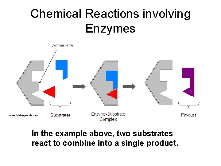 Chemical Reactions involving Enzymes www. biology-roots. com In the example above, two substrates react