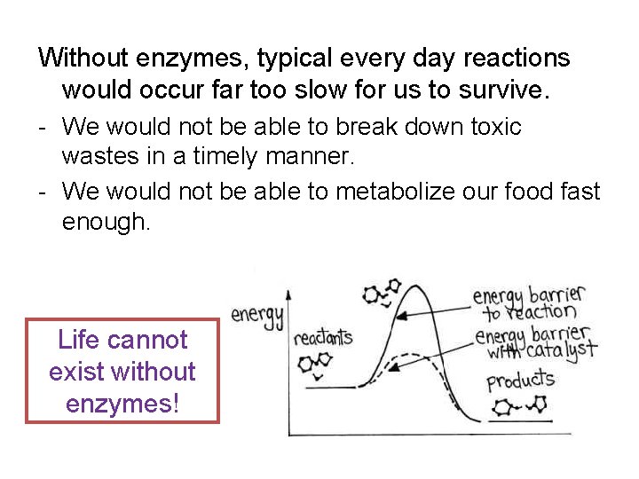 Without enzymes, typical every day reactions would occur far too slow for us to