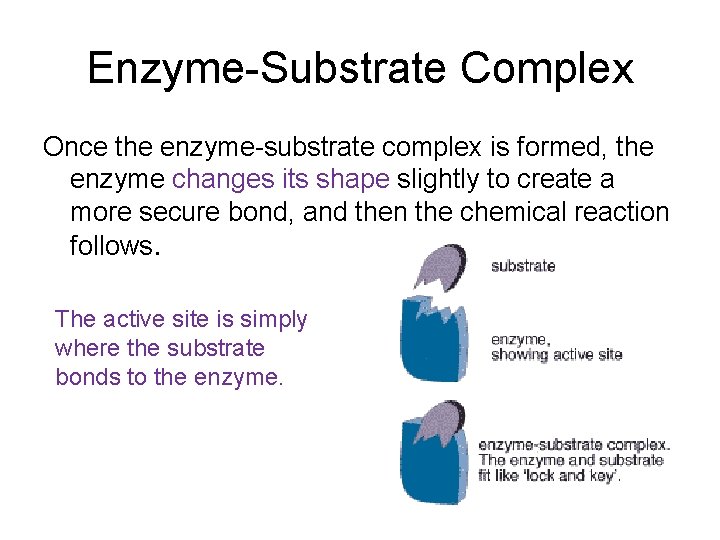 Enzyme-Substrate Complex Once the enzyme-substrate complex is formed, the enzyme changes its shape slightly