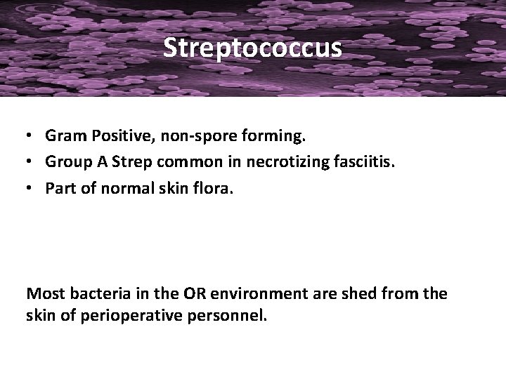 Streptococcus • Gram Positive, non-spore forming. • Group A Strep common in necrotizing fasciitis.