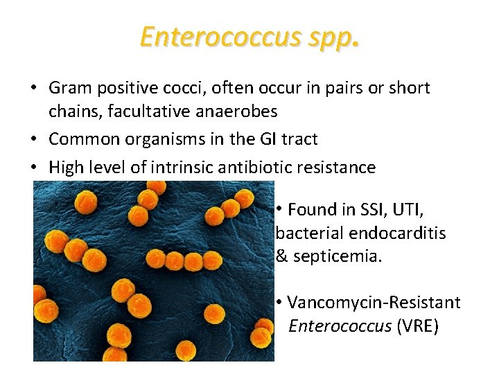 Enterococcus spp. • Gram positive cocci, often occur in pairs or short chains, facultative