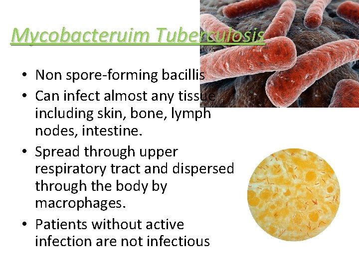 Mycobacteruim Tuberculosis • Non spore-forming bacillis • Can infect almost any tissue including skin,