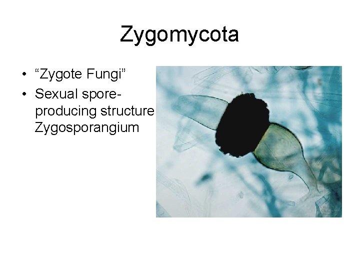 Zygomycota • “Zygote Fungi” • Sexual sporeproducing structure: Zygosporangium 