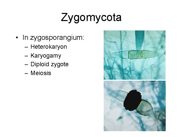 Zygomycota • In zygosporangium: – – Heterokaryon Karyogamy Diploid zygote Meiosis 