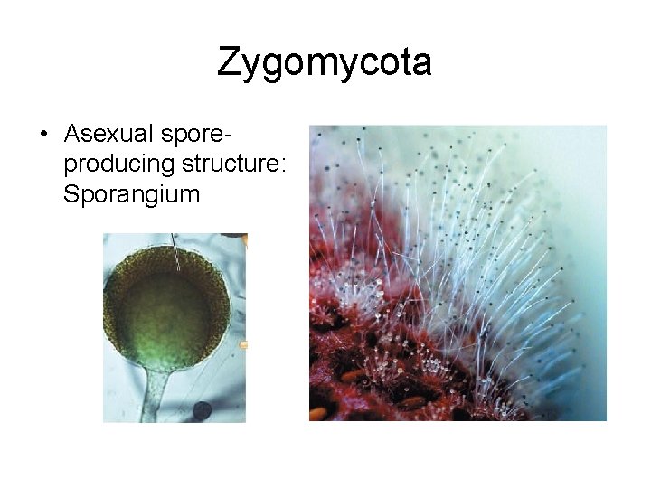 Zygomycota • Asexual sporeproducing structure: Sporangium 