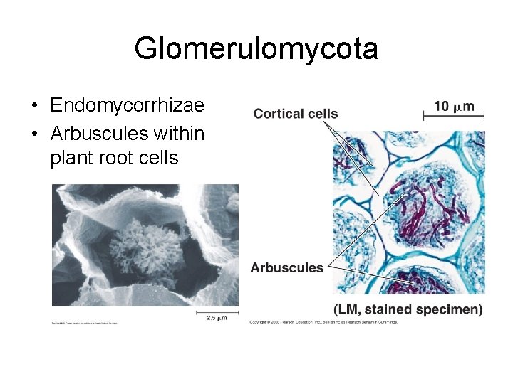 Glomerulomycota • Endomycorrhizae • Arbuscules within plant root cells 