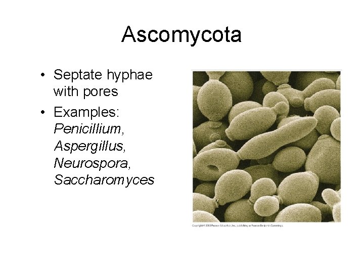 Ascomycota • Septate hyphae with pores • Examples: Penicillium, Aspergillus, Neurospora, Saccharomyces 