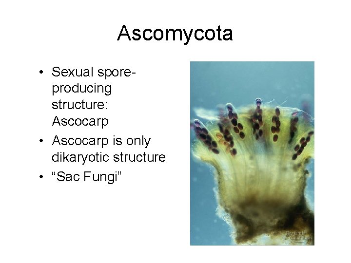 Ascomycota • Sexual sporeproducing structure: Ascocarp • Ascocarp is only dikaryotic structure • “Sac