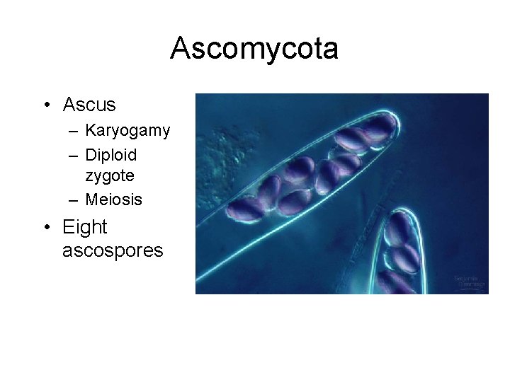 Ascomycota • Ascus – Karyogamy – Diploid zygote – Meiosis • Eight ascospores 