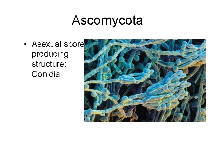 Ascomycota • Asexual sporeproducing structure: Conidia 