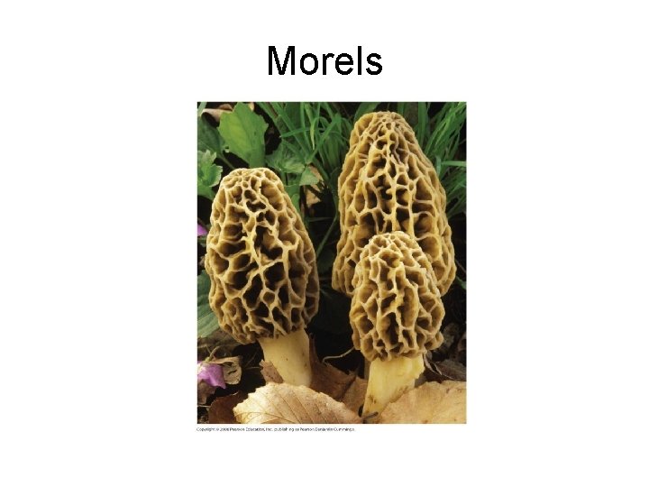 Morels 