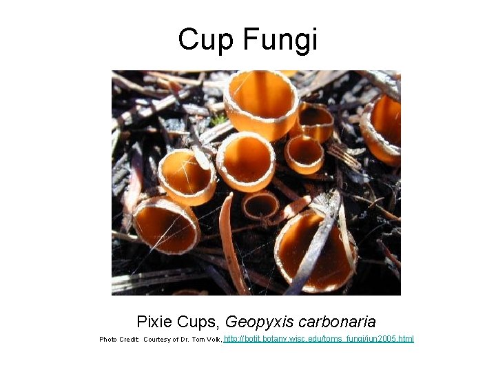 Cup Fungi Pixie Cups, Geopyxis carbonaria Photo Credit: Courtesy of Dr. Tom Volk, http:
