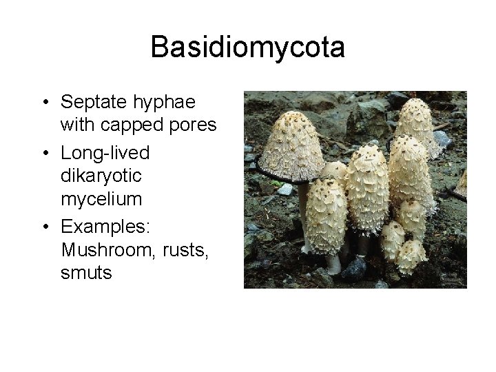 Basidiomycota • Septate hyphae with capped pores • Long-lived dikaryotic mycelium • Examples: Mushroom,