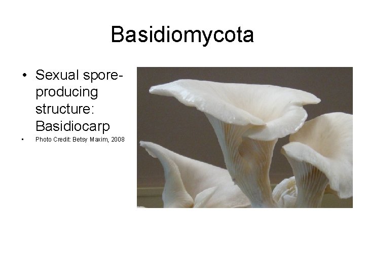 Basidiomycota • Sexual sporeproducing structure: Basidiocarp • Photo Credit: Betsy Maxim, 2008 