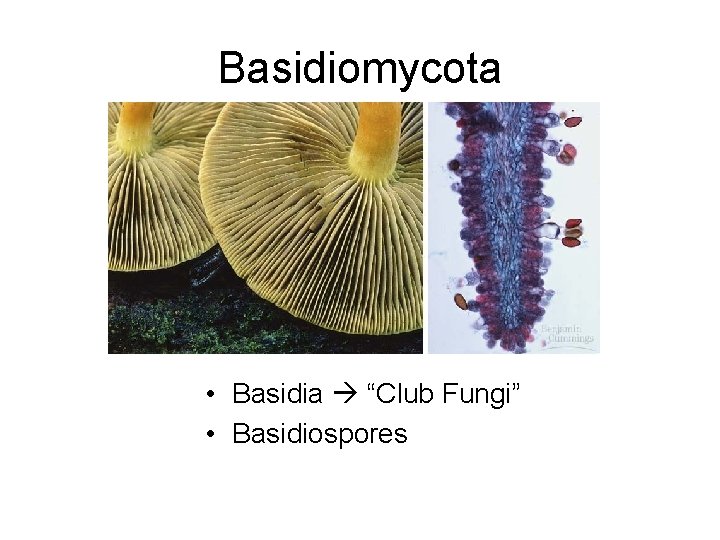 Basidiomycota • Basidia “Club Fungi” • Basidiospores 