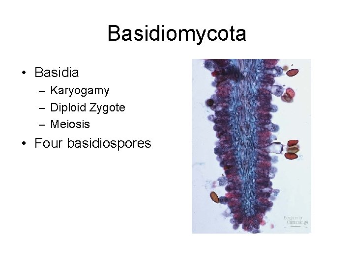 Basidiomycota • Basidia – Karyogamy – Diploid Zygote – Meiosis • Four basidiospores 