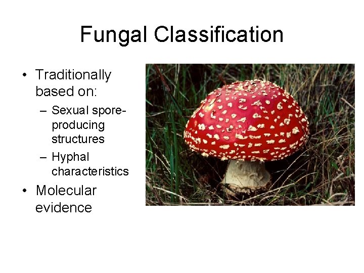 Fungal Classification • Traditionally based on: – Sexual sporeproducing structures – Hyphal characteristics •