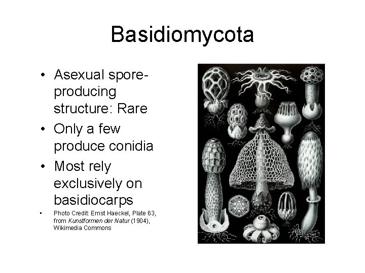 Basidiomycota • Asexual sporeproducing structure: Rare • Only a few produce conidia • Most