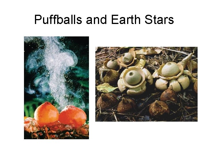 Puffballs and Earth Stars 