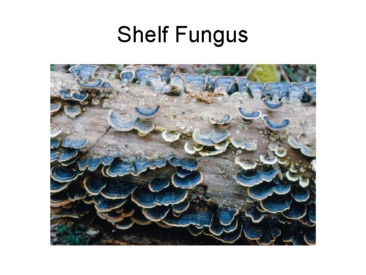 Shelf Fungus 